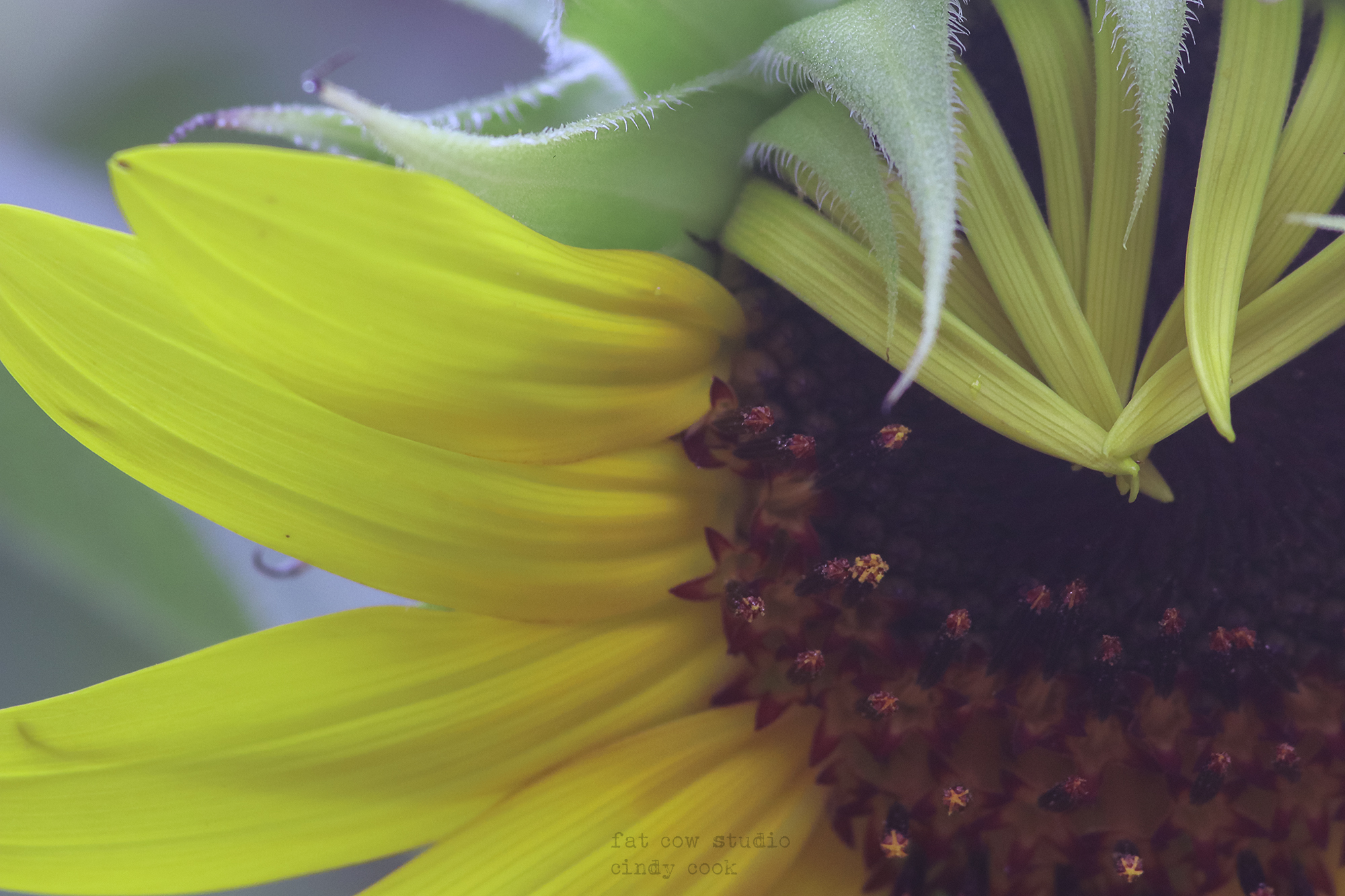 close up sunflower small signed 2