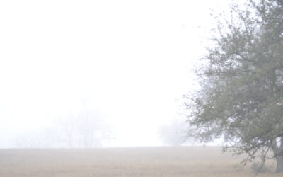 fog