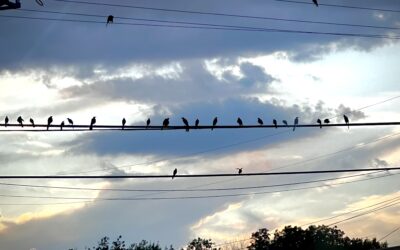 February and the art of noticing